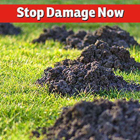 IMUSTGARDEN Armadillo Repellent spraying-lawn shows broad coverage across your yard.