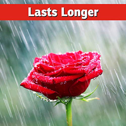 IMUSTGARDEN deer repellent concentrate remains effective after rainfall.