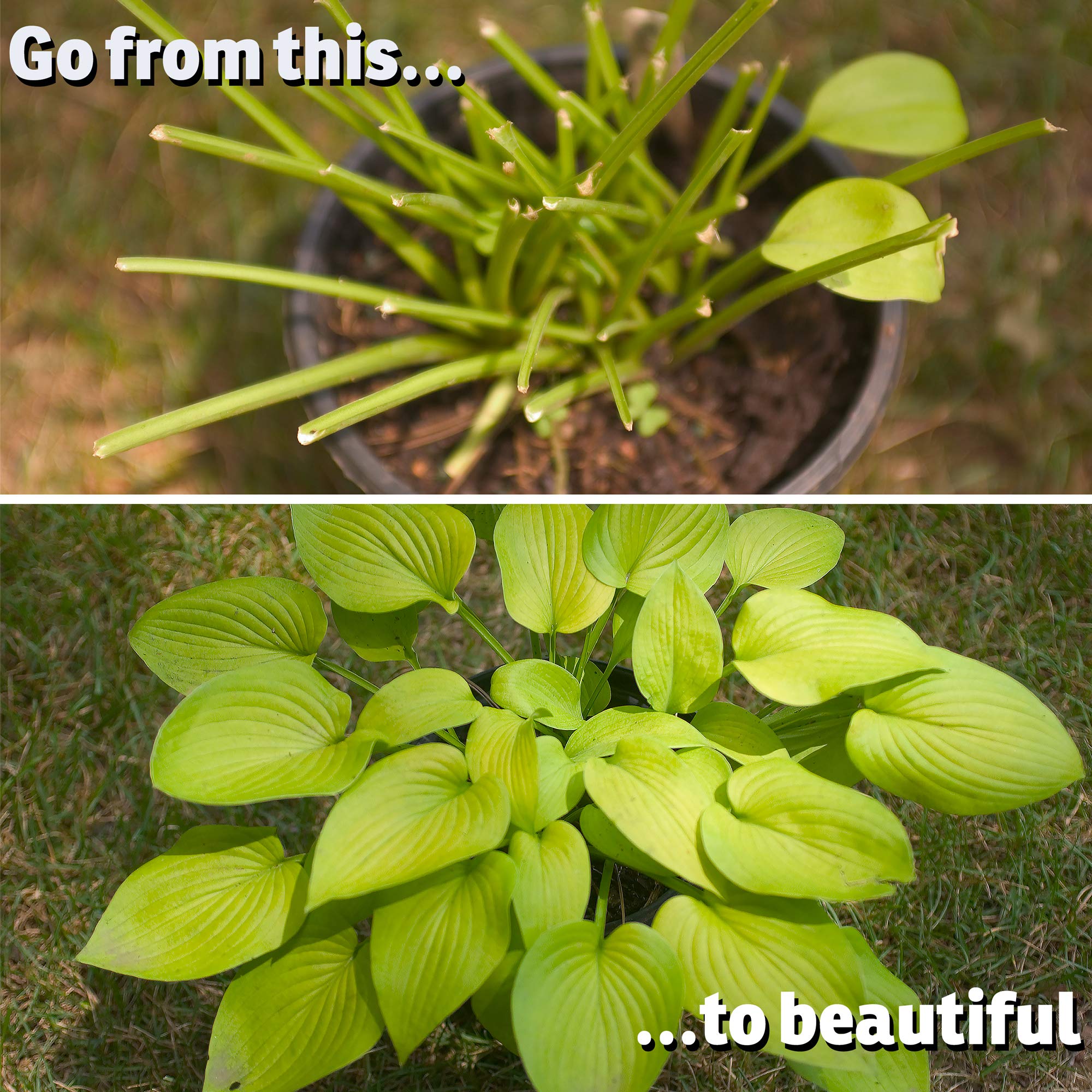 IMUSTGARDEN protects perennials shrubs and vegetables