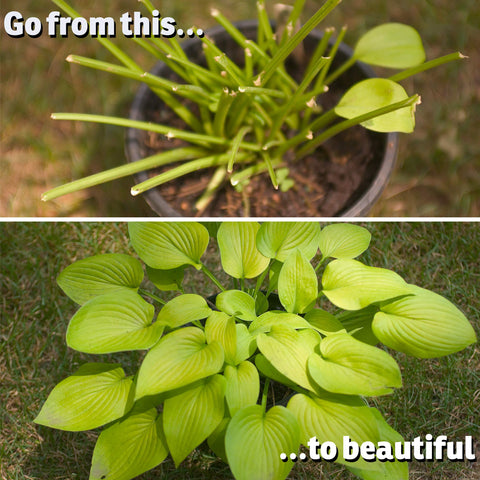 IMUSTGARDEN protects perennials shrubs and vegetables
