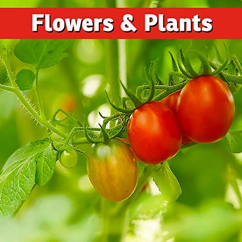 IMUSTGARDEN Squirrel Repellent safeguards planters and Tulips from nibbling