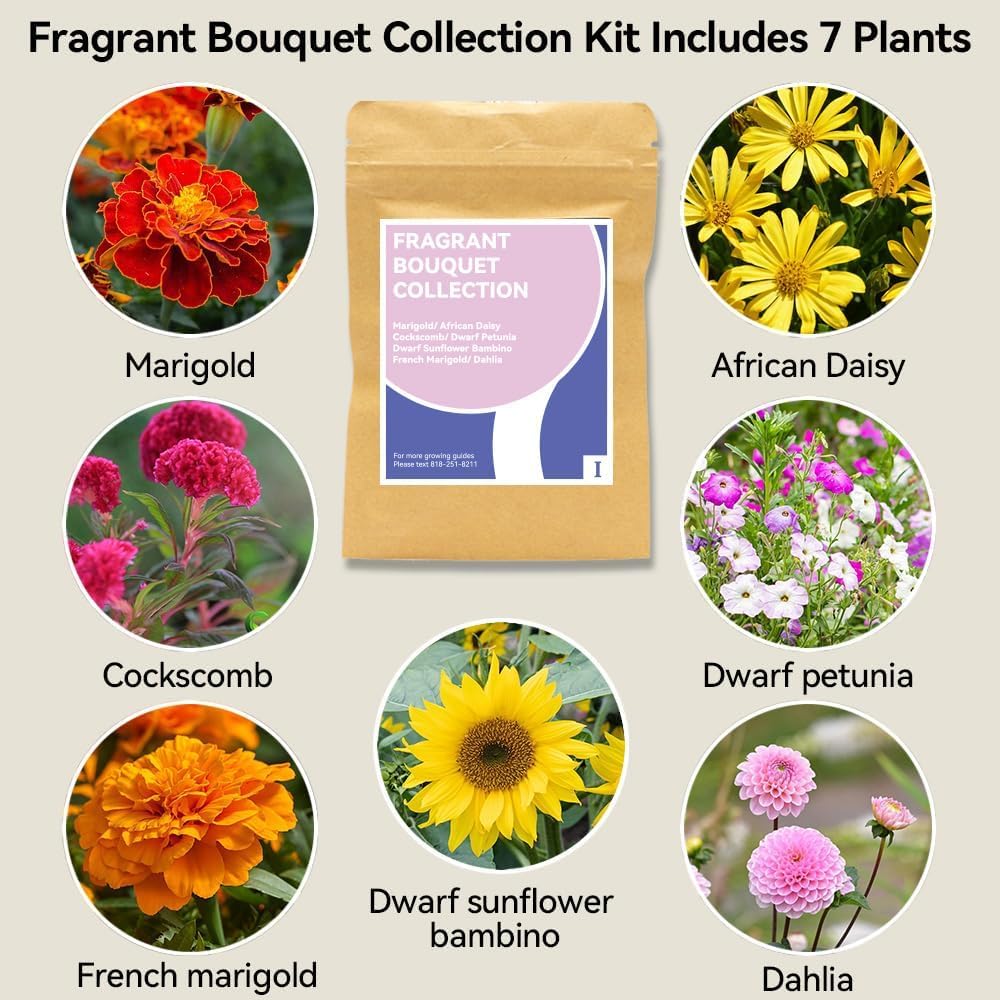 inbloom Dwarf sunflower Bambino seeds offer compact color for small spaces.