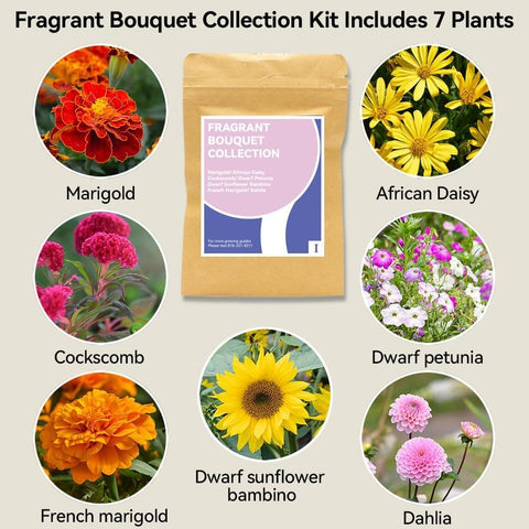 inbloom Dwarf sunflower Bambino seeds offer compact color for small spaces.