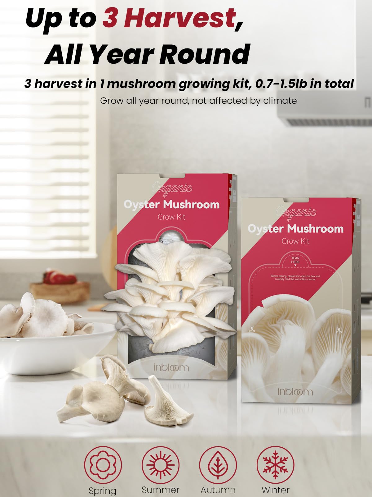 inbloom harvested oyster mushrooms on plate, ready to cook at home