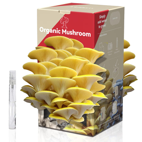 inbloom Organic Golden Oyster Mushroom kit box front, ready to gift and simple to use.