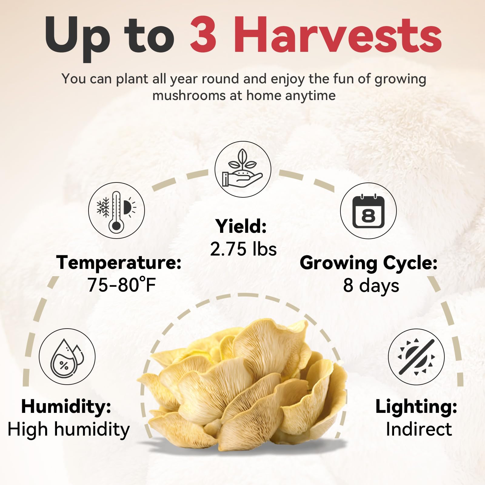 inbloom harvested golden oyster mushrooms on a plate, appealing fresh flavors.