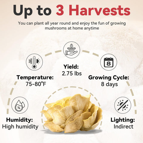 inbloom harvested golden oyster mushrooms on a plate, appealing fresh flavors.