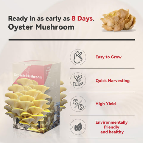 inbloom Organic Golden Oyster Mushroom kit open showing the grow bag for easy indoor cultivation.
