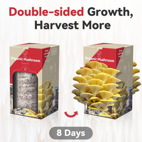 inbloom Organic Golden Oyster Mushroom kit spray bottle beside bag, emphasizing regular misting for yields.