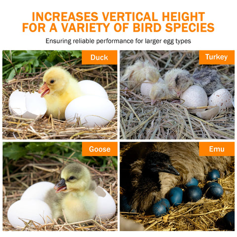 Incubator Warehouse durable construction supports frequent use over many hatching cycles.