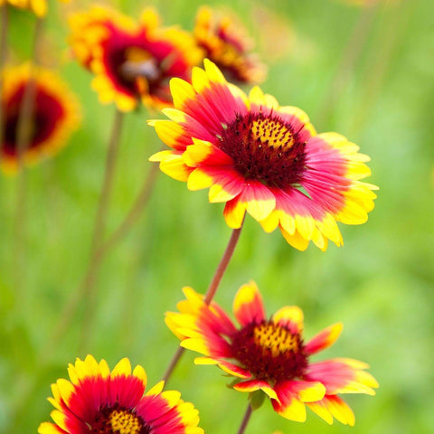 Indian Blanket flower bloom close-up showing vibrant colors for sunny border gardens.