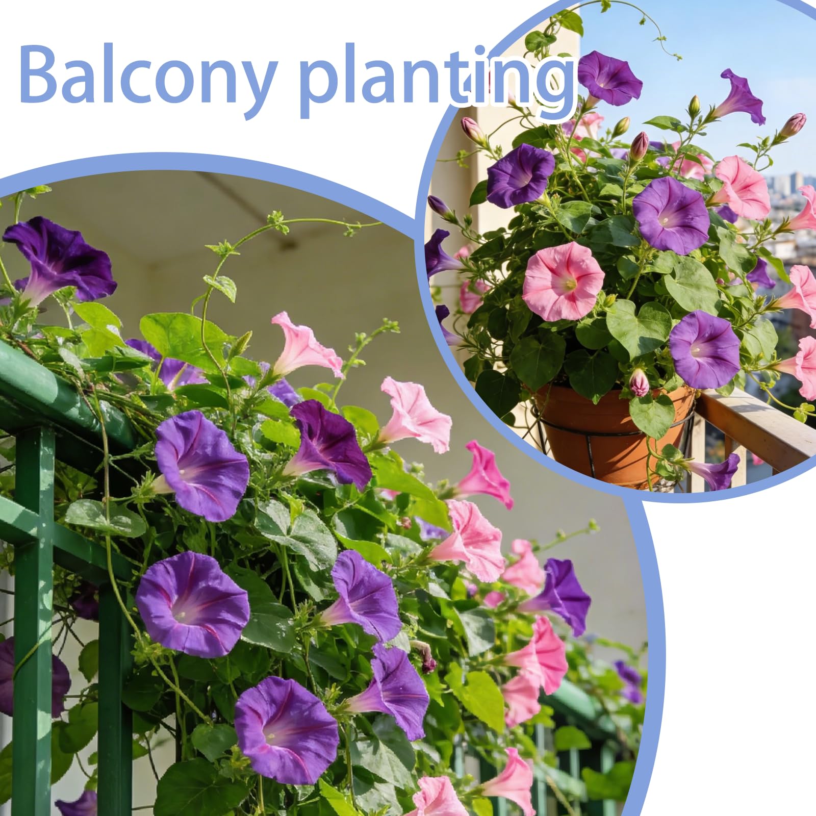 Indoor-start Morning Glory Seeds on a sunny windowsill for early blooms.