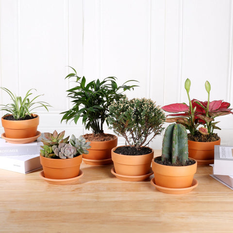 INGOFIN terracotta pots with drainage hole and matching saucer.