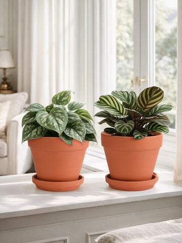 INGOFIN packaging protects ceramic planters during delivery for a secure arrival.