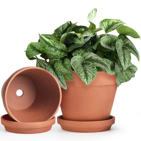 INGOFIN terracotta pot 8-inch with drainage hole for healthy root air circulation.