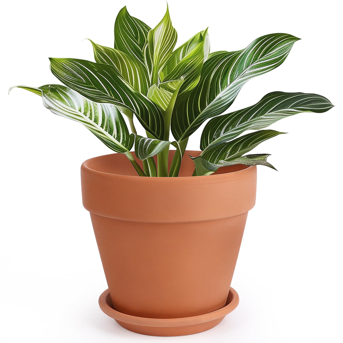 INGOFIN terracotta pot 10-inch opening ideal for indoor plants and herbs.