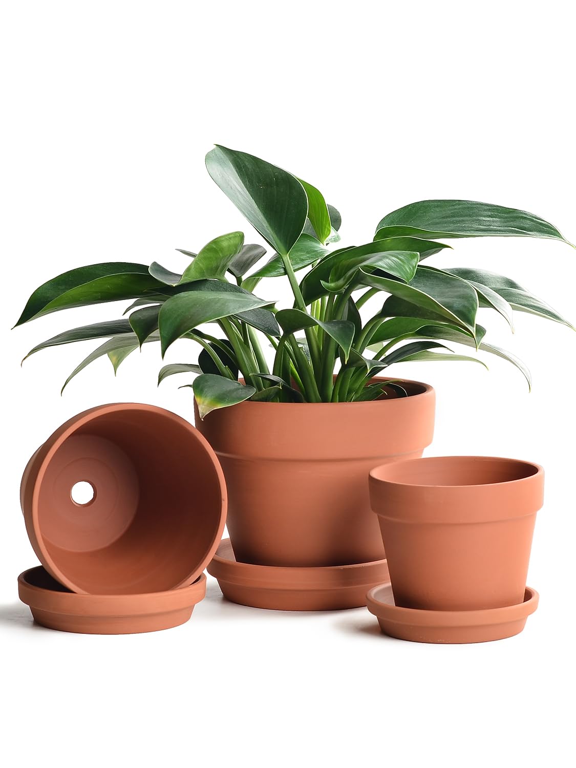 INGOFIN terracotta pot 5inch with drainage for breathable soil and healthy root growth.