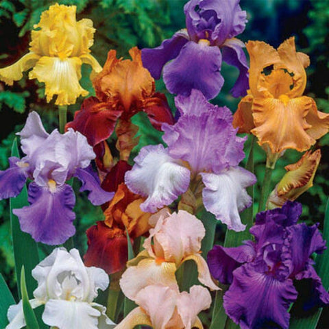Iniloplant Bearded Iris 5 bulbs pack brightens borders and next-season color