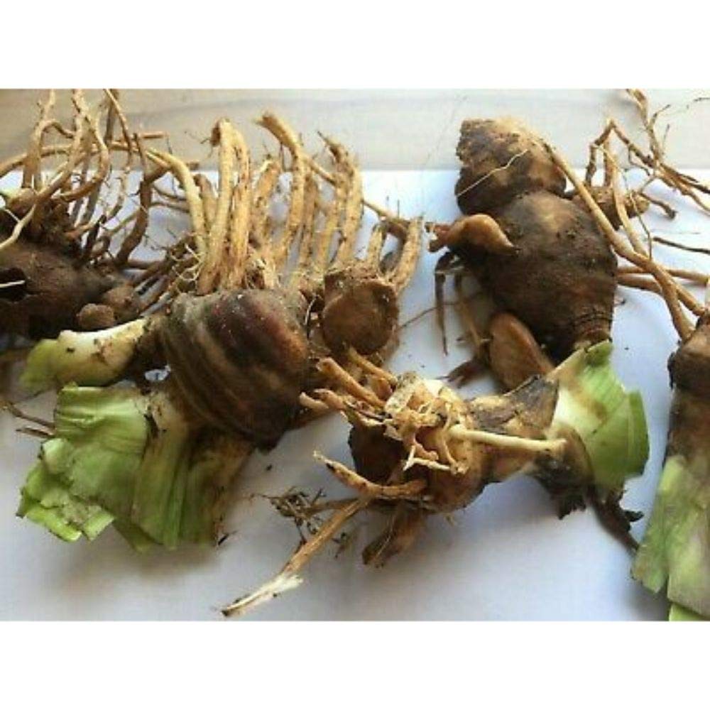 Iniloplant Bearded Iris rhizomes ready for garden accents and blooms