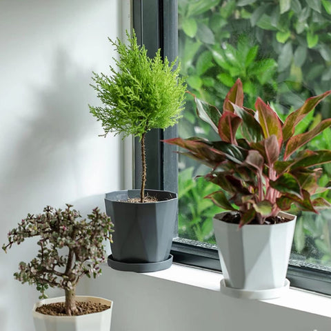 InmeRun 5-inch pot with drainage holes and bottom design to manage moisture.