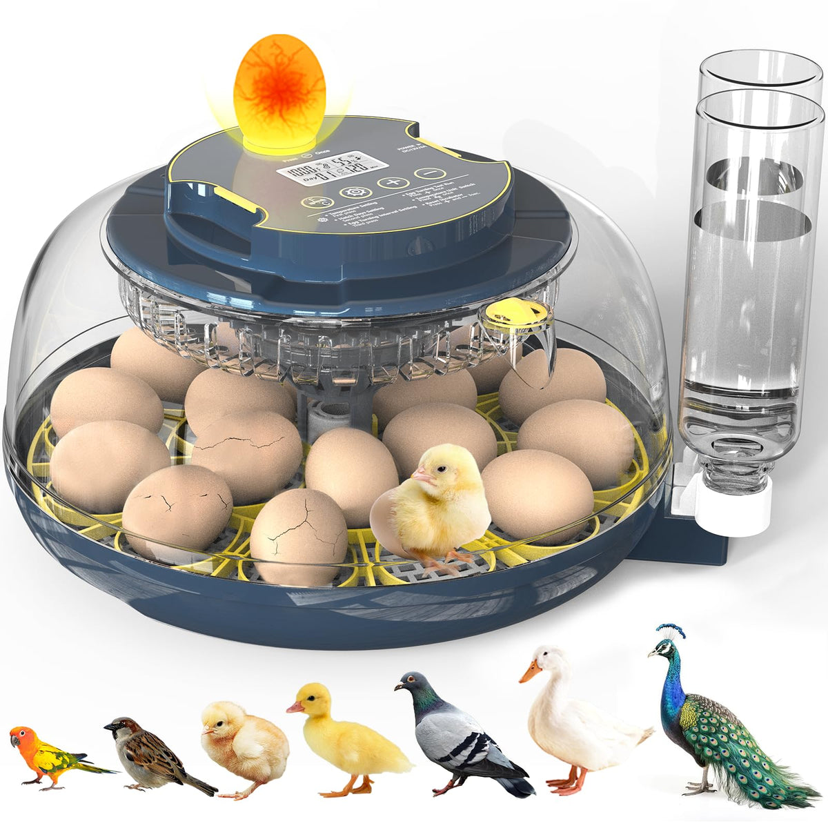 InnHom 18-egg incubator front view with clear control panel and precise temperature control.