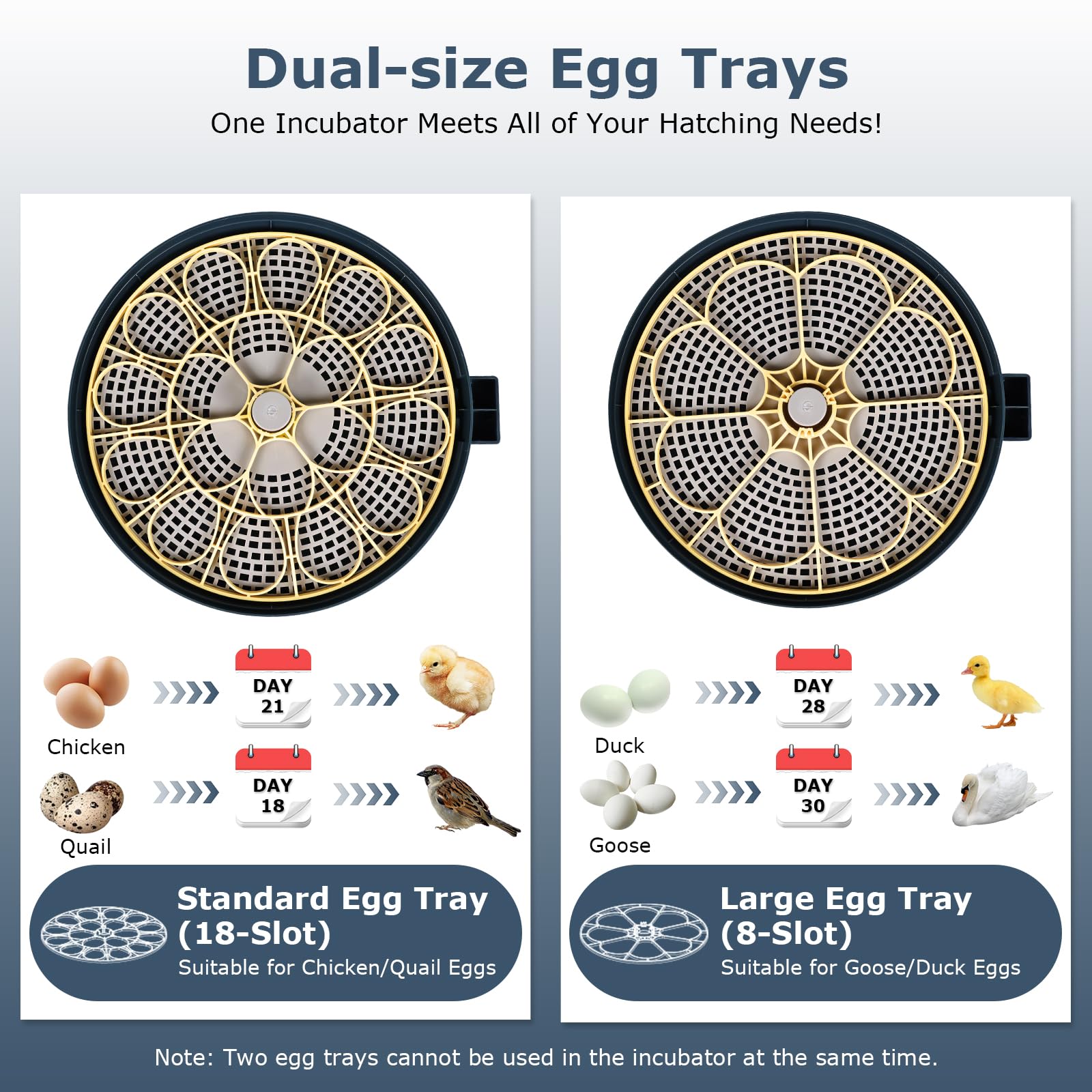 InnHom humidity alarm helps maintain stable moisture for a better hatch environment.