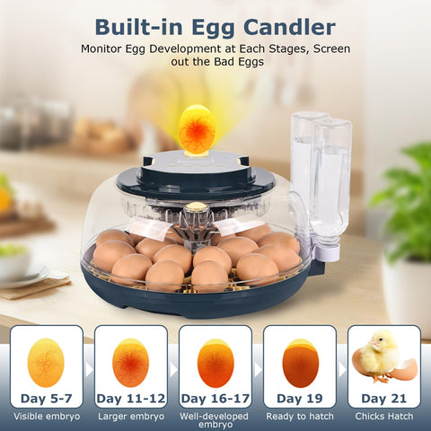 InnHom two-tray setup accommodates different egg sizes for versatile incubation.