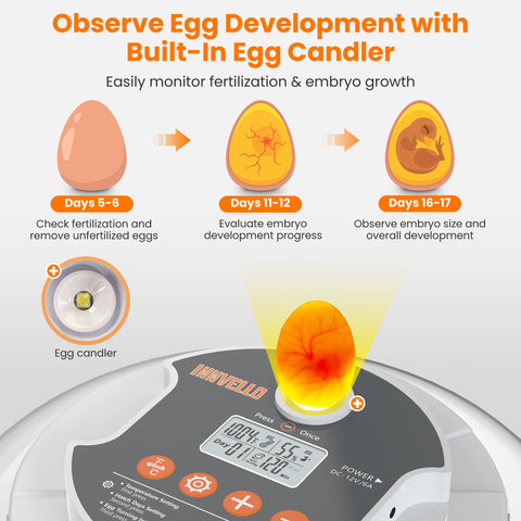 Innvello 18-egg incubator egg candler for monitoring embryo development.
