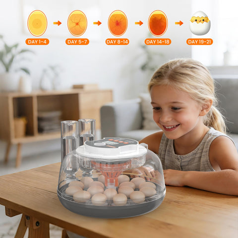Innvello 18-egg incubator lid with observation window for quick checks.