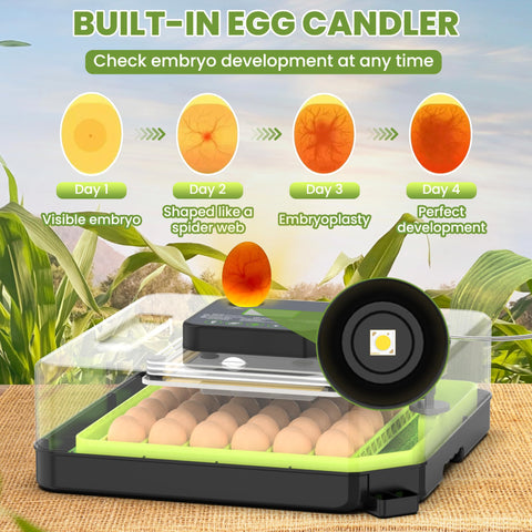 Innvello adjustable egg trays fit chicken, duck, and quail eggs for flexible setups.