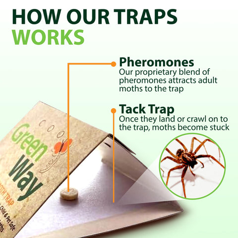 Insects Limited GreenWay trap in kitchen or bathroom to tackle damp-area pests.