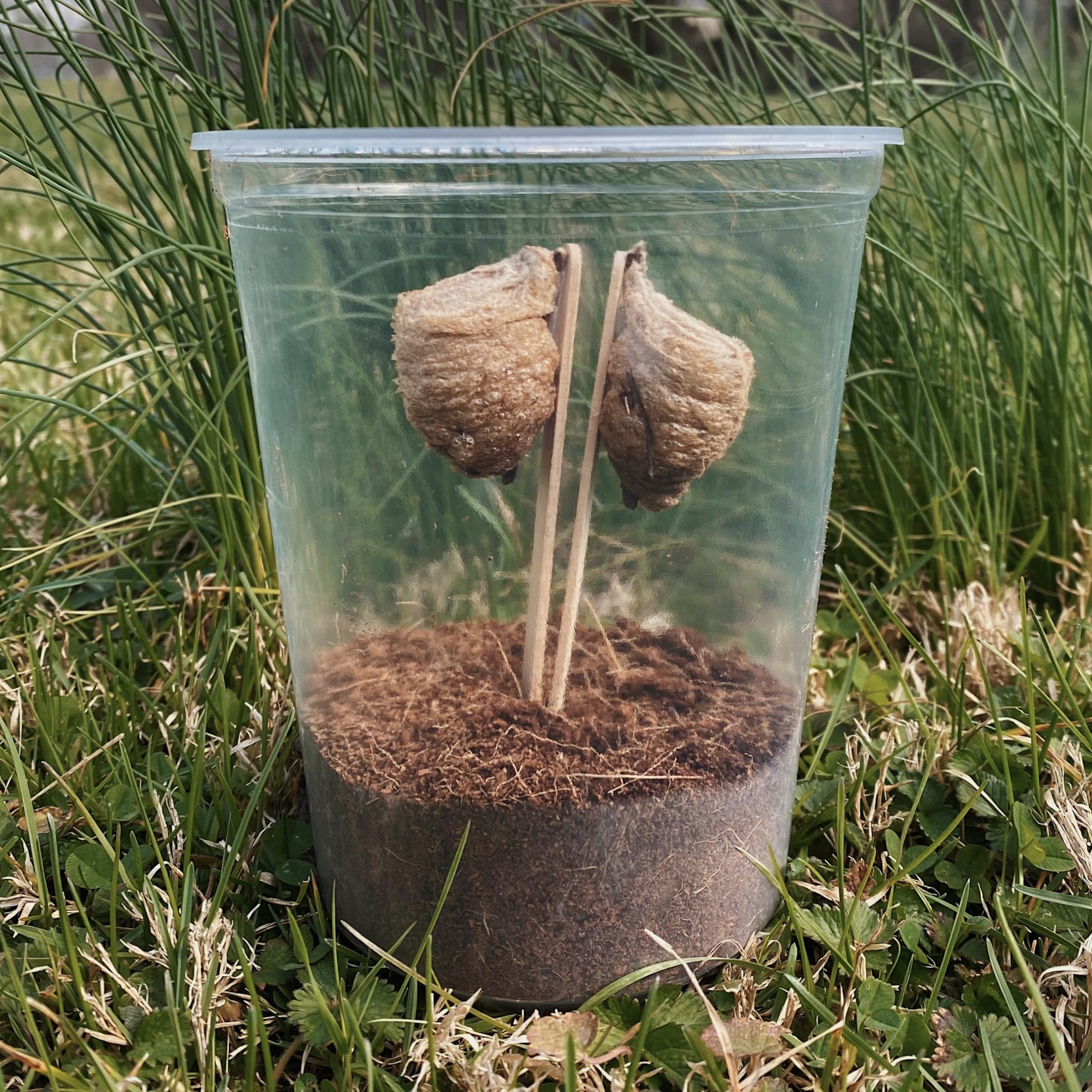 InsectSales 32oz clear cup with coconut fiber supports moisture during hatching.