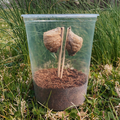 InsectSales 32oz clear cup with coconut fiber supports moisture during hatching.