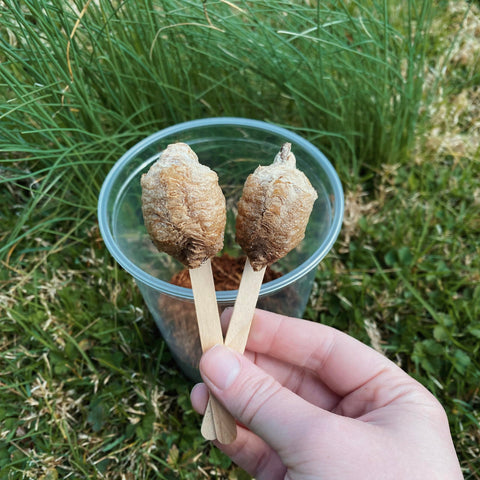InsectSales Chinese mantis egg kit ootheca ready for classroom or home observation.