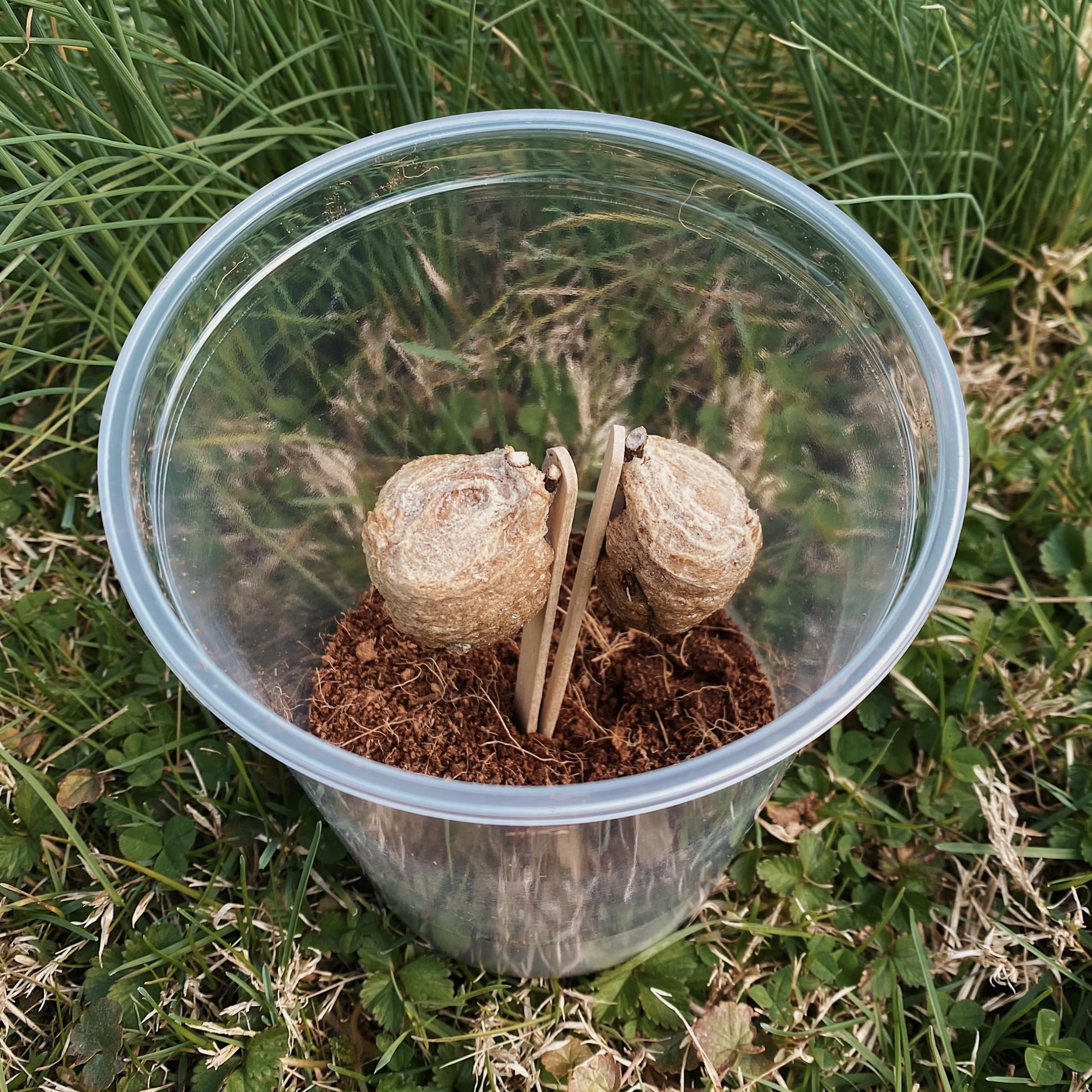 InsectSales vented lid hatching container keeps air flow steady for eggs.