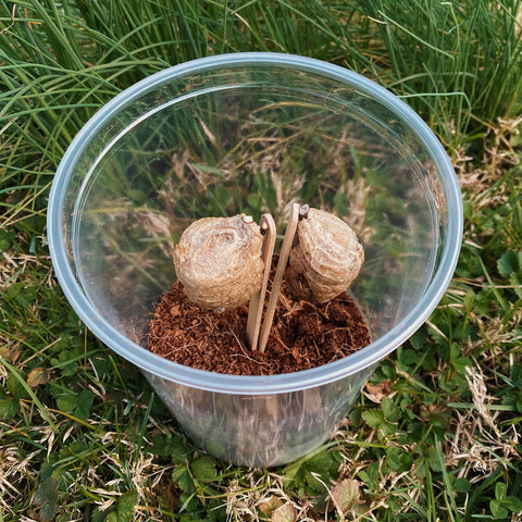InsectSales vented lid hatching container keeps air flow steady for eggs.