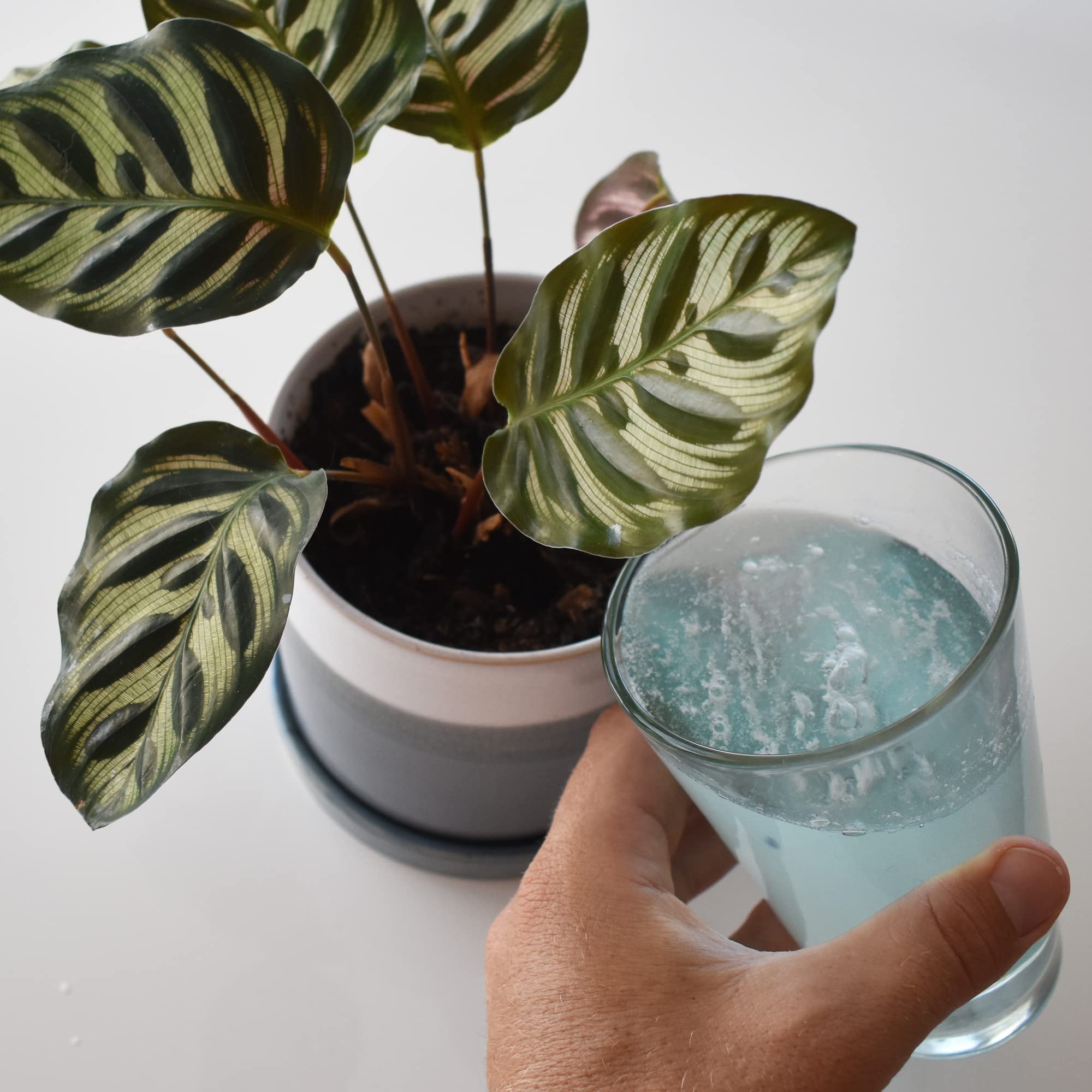 Instant Biologics USA-made plant food supports sustainable gardening practices.