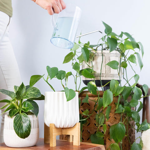 INSTANT BIOLOGICS tablet feeding in water simplifies plant nutrition routine.