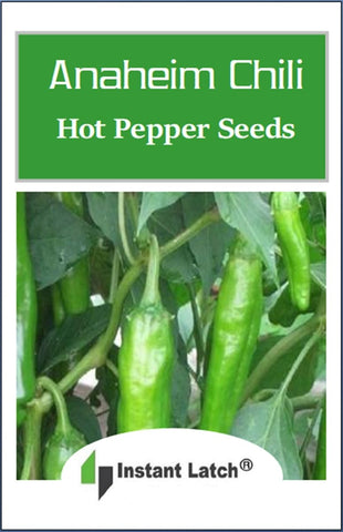 Instant Latch Anaheim chili peppers on plant ready to harvest for bold home cooking.
