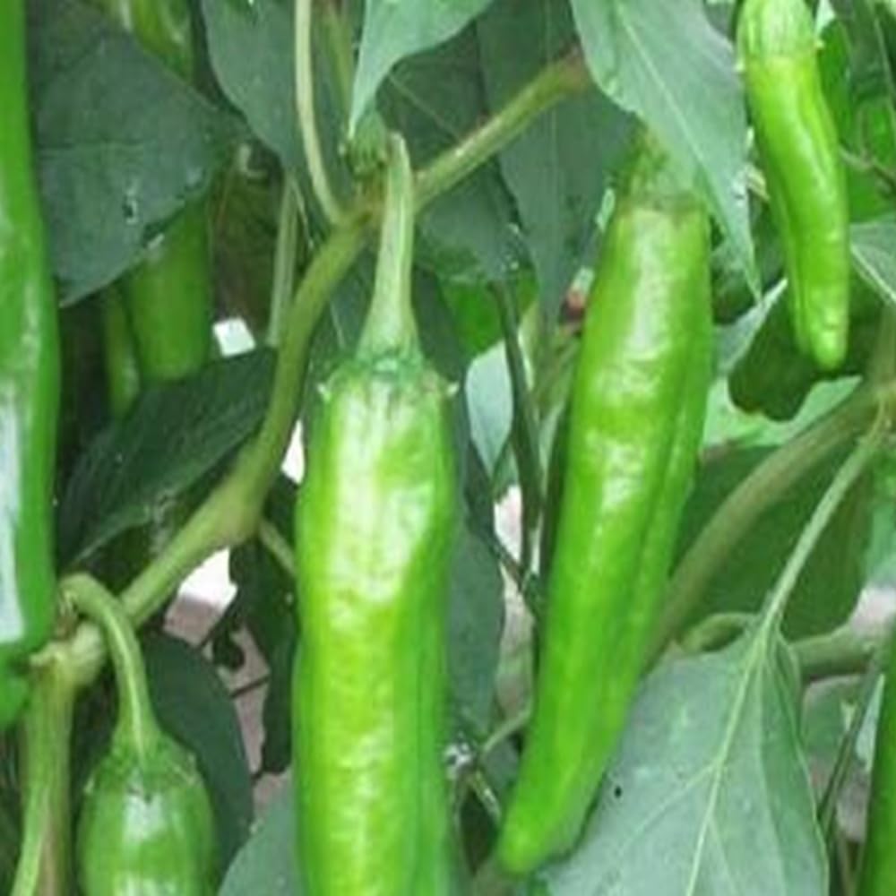 Instant Latch Anaheim chili seeds pack ready for easy indoor or outdoor planting.