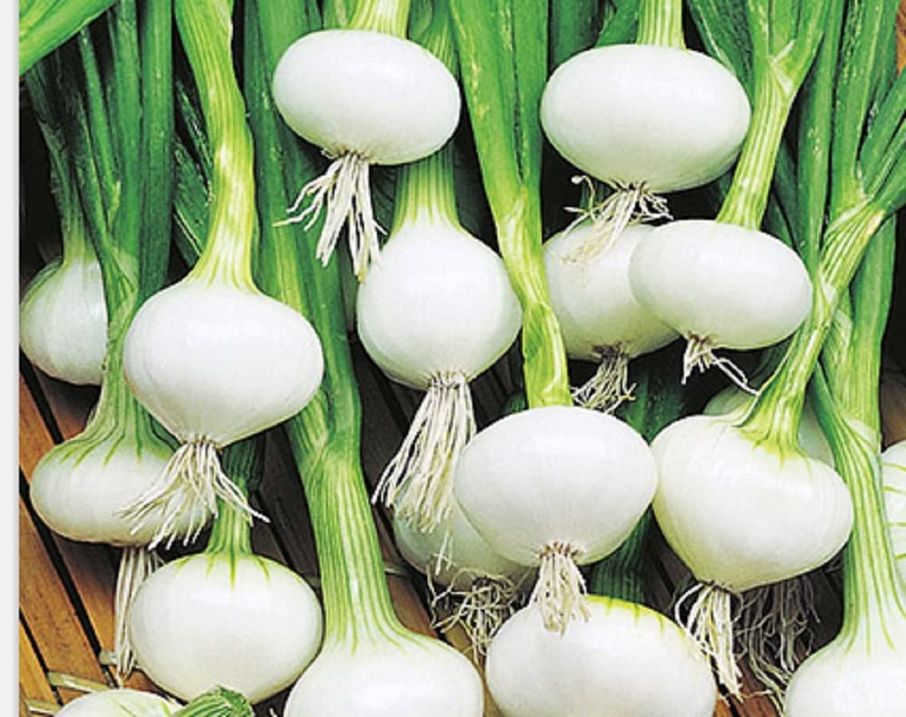 Instant Latch Barletta onion seeds packet for indoor sowing and heirloom flavor potential