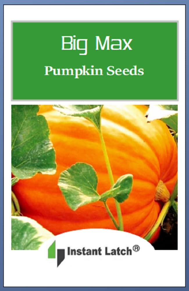 Instant Latch Big Max pumpkin fruit at maturity, showcasing iconic large orange pumpkins.