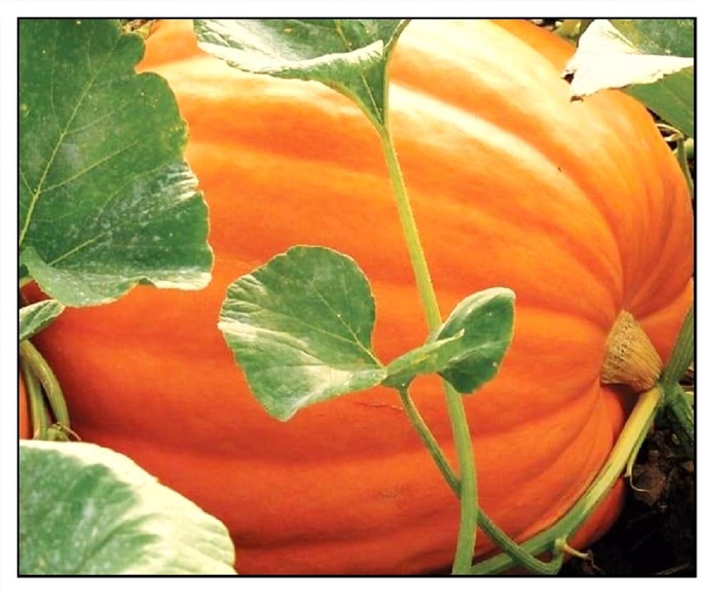 Instant Latch Big Max pumpkin seeds pack ready for warm-season planting, ideal for heirloom gardens.