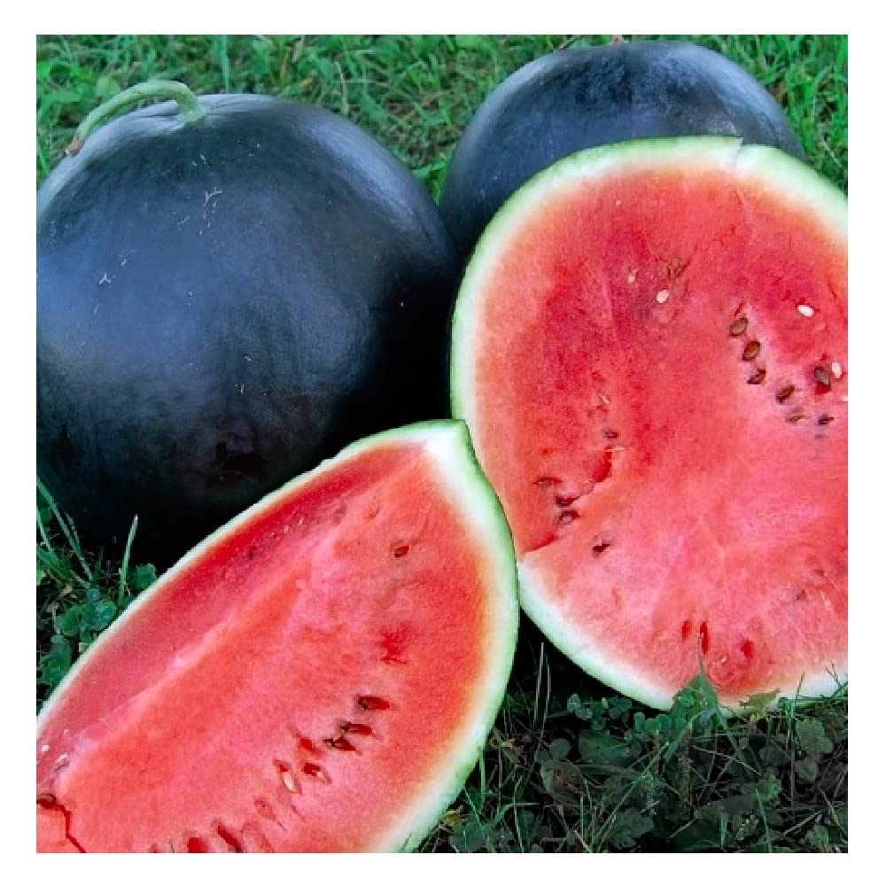 Instant Latch Black Diamond Watermelon Seeds pack for heirloom garden use.