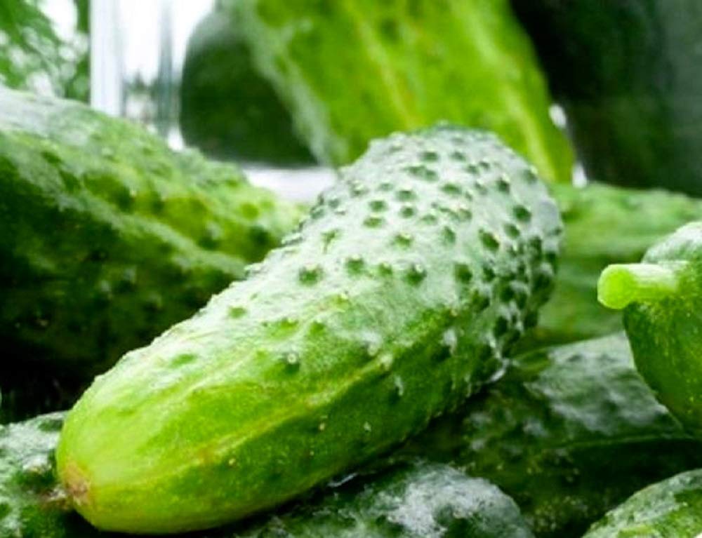 Instant Latch Boston pickling cucumber seeds pack ready for home gardening and pickling.