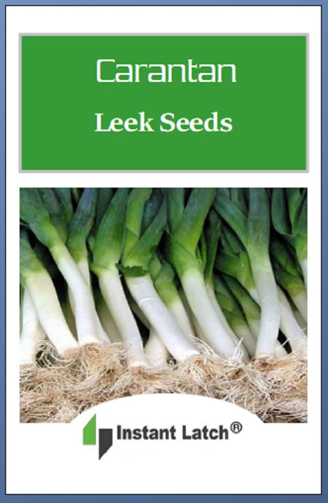 Instant Latch Carantan leek seeds in a garden bed, ready for harvest.