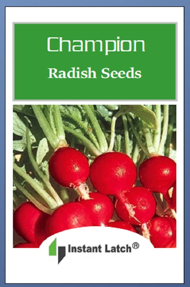 Instant Latch Champion Radish seeds in a garden bed ready for cool-season sowing.