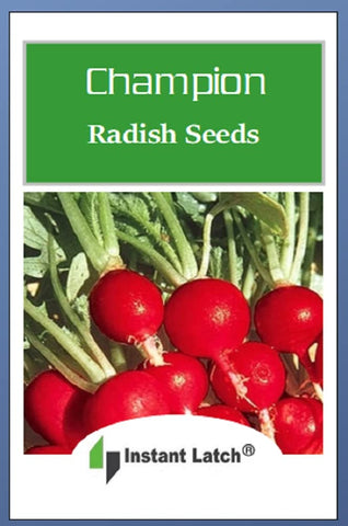 Instant Latch Champion Radish seeds in a garden bed ready for cool-season sowing.
