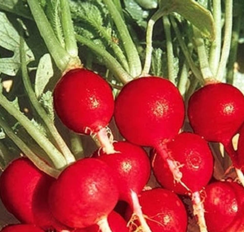Instant Latch Champion Radish seeds pack for direct sow, crisp harvest in 28 days.