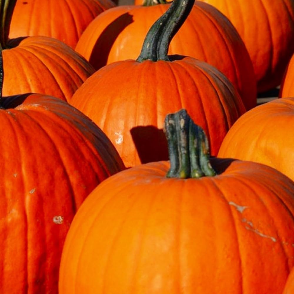 Instant Latch Connecticut Field Pumpkin Seeds packaging ready for planting and home garden harvest.